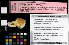 Foto (Objekt + Etiketten) von Longodromites ovalis (Moericke, 1897) 